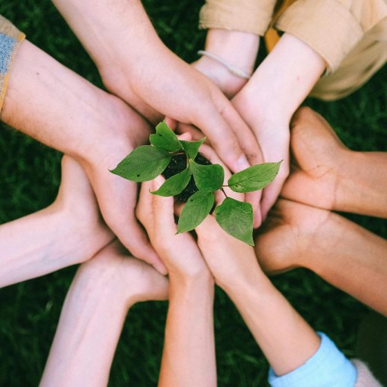 Women’s hands gathered around a growing plant